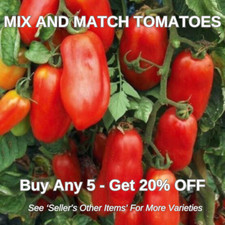 20 x Italian Tomato San