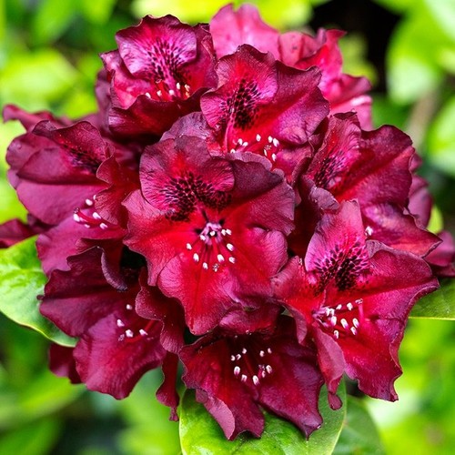 Rhododendron midnight rare - midnight,