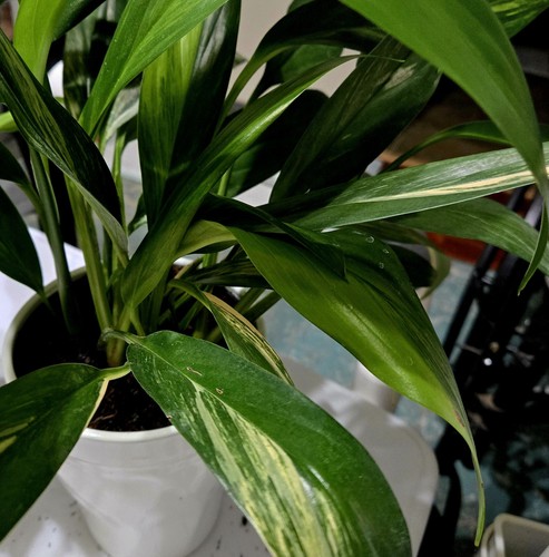 Variegated silver streak - variegated,