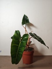 Rare philodendron - rare,