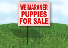 Weimaraner PUPPIES FOR SALE