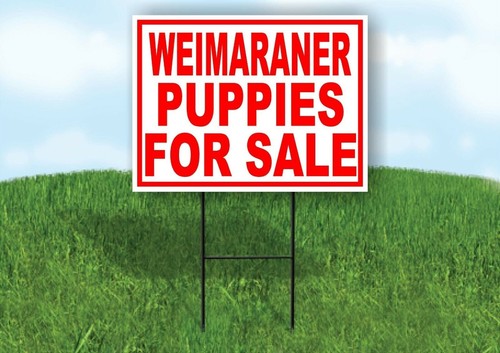 Weimaraner puppies for sale - for,