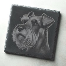Miniature Schnauzer Dog