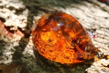 Amber Resin Oil (Origin: Northern India) - woody, smoky and leathery