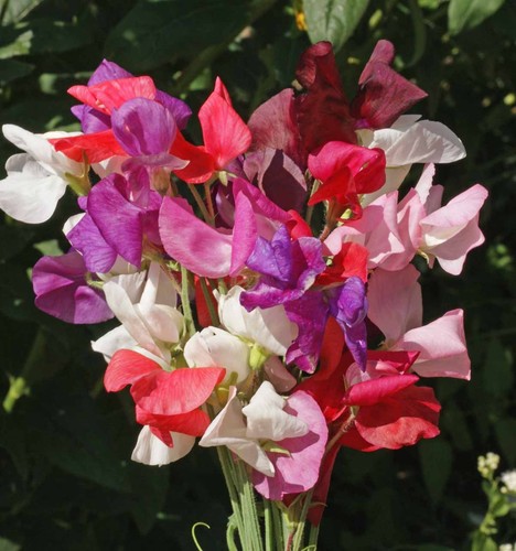 Sweet pea plants - 15,