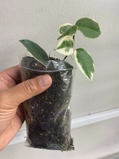 Hoya Plants same as picture