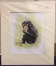 Mandy Shepherd - Chimp - Mounted ( In Stock)