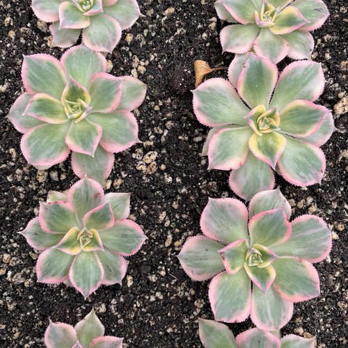 Aeonium arboreum sunburst - aeonium,