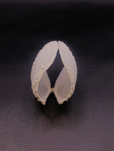 Barnea dilatata angel - , wings