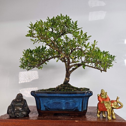 Japanese holly - japanese, (ilex