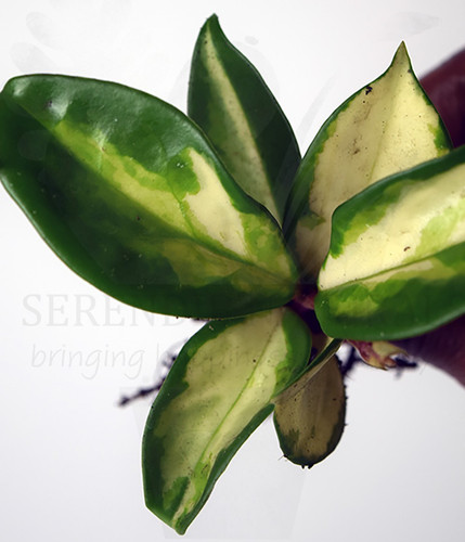 Hoya carnosa tricolor wax - hoya, (wax