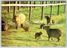 D309555 Norfolk Thetford Latin American Zoo Kilverstone Wildlife Park Capybara C