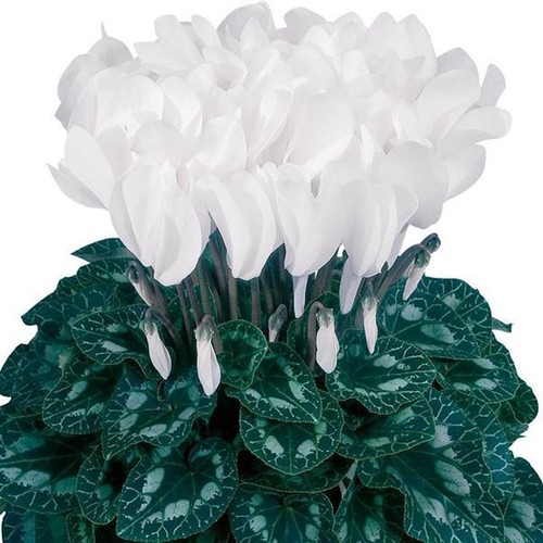 Cyclamen halios pure white - pure,