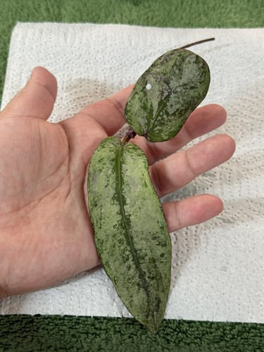 Hoya mitrata buntok - mitrata, sp