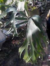 Staghorn Fern Platycerium SS