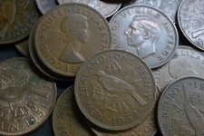 New Zealand Tui Bird 1d's Bulk