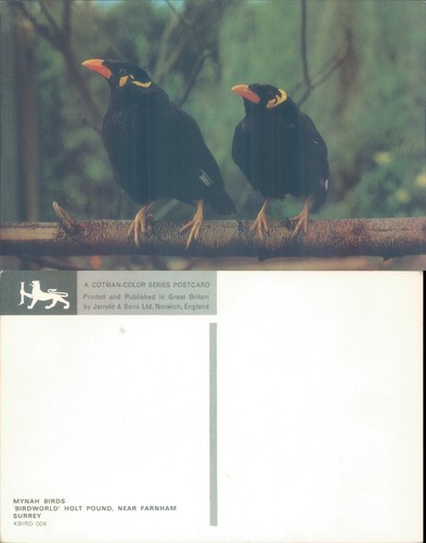 Mynah birds branch jarrold - branch,