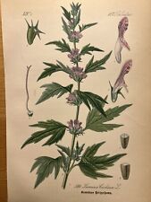 1886 Antique Illustration