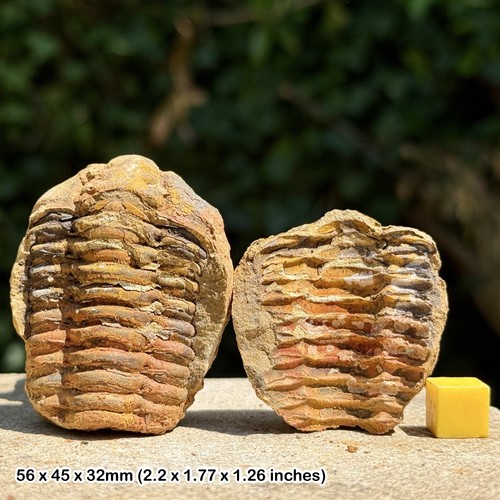 Diacalymene trilobite fossil - diacalymene,