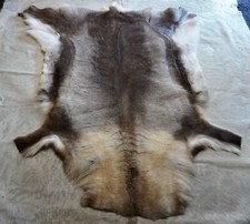 Reindeer Hide, Beautiful Tones