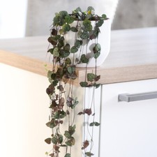 T&M House Plant 'String of