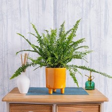 2 x Boston Fern Nephrolepis