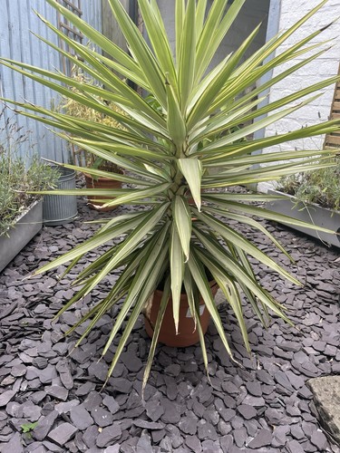 Yucca elephantipes jewel large - jewel,