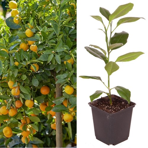 Citrus panama orange tree - 'panama,