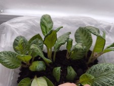 Small Episcia Cutting