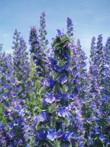 Echium vulgare - 4x,
