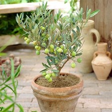 2 x Mini Olive Tree Olea