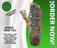 Cork Bark tarantula arboreal