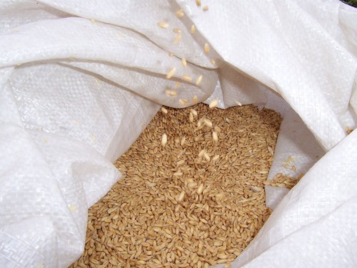 Wheat grain kg - wheat,