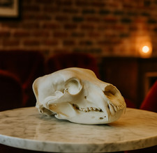 Grizzly Bear Skull Replica -