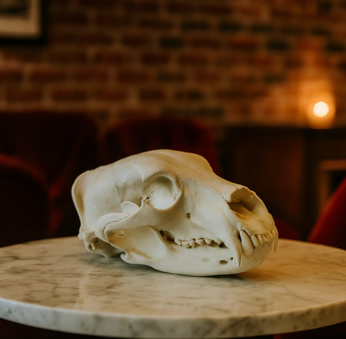 Grizzly bear skull replica - bear,