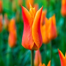 Tulip Ballerina Flower Bulbs