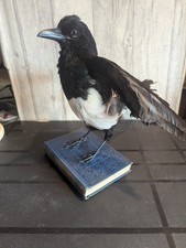 Bad Taxidermy - magpie -  book