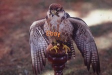 35mm Slide - Lanner Falcon