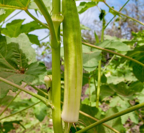 Okra blondy plug plants - 5x, 'blondy'
