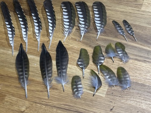 Green woodpecker feathers - green,