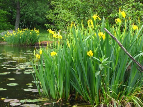 Yellow flag iris - flag,