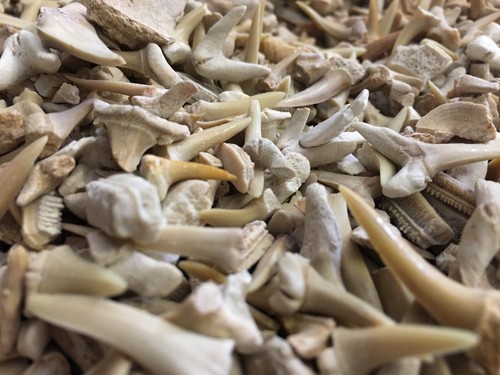 100 gram bag shark - 100,