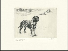FLAT COATED RETRIEVER OLD 1936 VERNON STOKES GUNDOG DOG ART PRINT