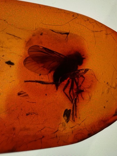 Genuine baltic amber - genuine, polished