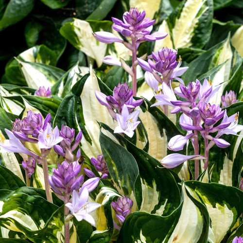Hosta fire and ice plantain - and,