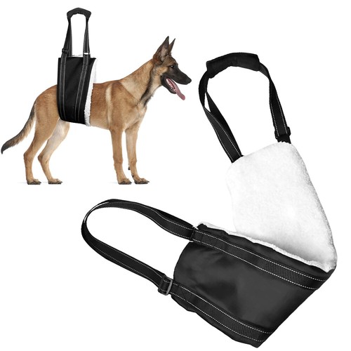 Pets dogs mobility - pets,