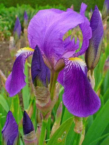 Bearded iris x - iris,