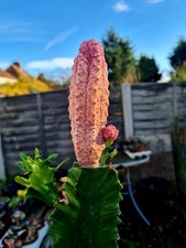 Euphorbia Abdelkuri cv. Damask | pink variegated succulent plant