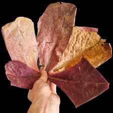 5x Indian Almond Leaves / Catappa for Shrimp Betta Fish Discus Blackwater