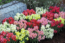 6 Snapdragons Antirrhinum